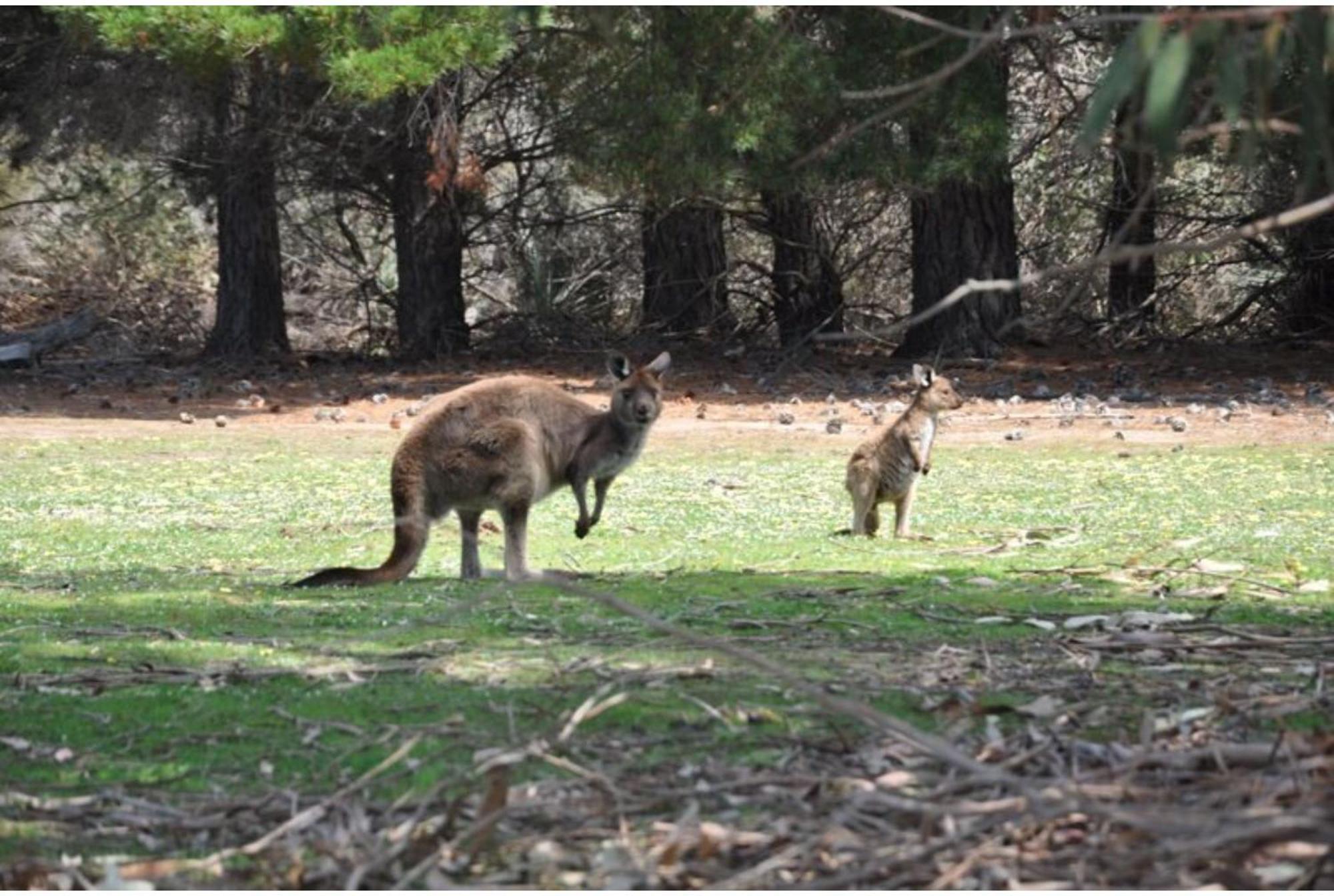Discovery Parks - Kangaroo Island Flinders Chase Exterior photo